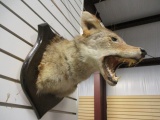 Vintage Taxidermy Coyote Shoulder Mount