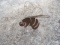 Torch Cut Metal Bee Yard Art