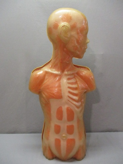 Plastic Human Body Torso Model