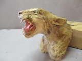 Wall Hanging Taxidermy Bob Cat