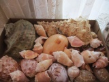 Collection of Vintage Seashells