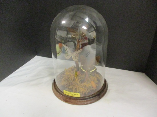 Authentic White Admirals Butterfly Taxidermy in Display Case