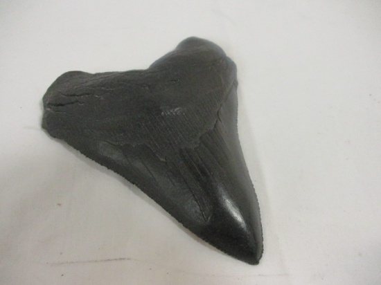 Molded Resin Megalodon Tooth