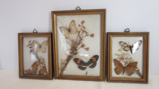 Three Vintage Framed Convex Glass Taxidermy Butterflies