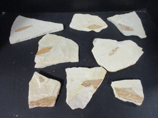 Warfield Quarry Fossils from Thayne, Wyoming