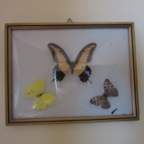 Vintage Butterfly Taxidermy Mount in Convex Bubble Glass Frame
