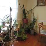 LARGE Grouping of LIVE Aloe and Snake Plants