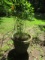 Concrete Planter