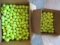 300+/- Yellow Titleist Practice Balls