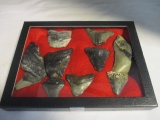 Ten Megalodon Fossils in Display Case