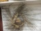 Unique Twig Wall Basket w/Drift Wood Bird in nest