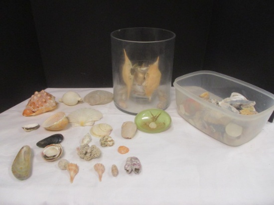 Glass Planter Jar & Shells Grouping