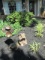 Yard Art: Concrete Toad and Rabbit, Copper Frog on Lily Pad Yard Spike and