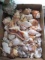 Collection of Nice Seashells