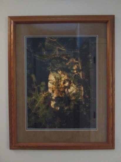 Lynn Rogers Signed Limited Edition "Veiled Wolf" Photo Art