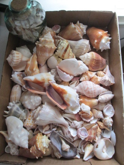 Collection of Nice Seashells