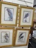 4 Framed and Matted Bird Art - 