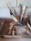 Fossil Shells, Petrified Wood Chunks, Gemological Institute Gem Samples and Feathers