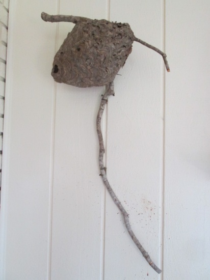 Vintage Hornets Nest on Branch Wall Hanging