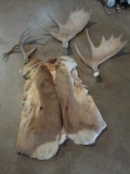 Moose and Stag Antler Sheds and Animal Hide Vest