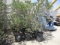 (10) 5-10 Gallon Stone Pine Trees