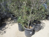 (10) 5-10 Gallon Stone Pine Trees