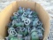 Lot Of (69) Felco Elbow Water Valves