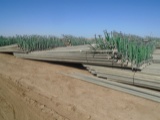 (167) 30' Irrigation Sticks W/24