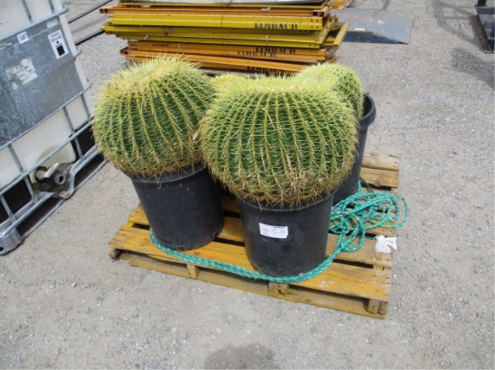 Lot Of (4) Cactus Plants