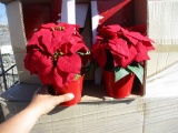 Lot Of Christmas Plant Decorations,