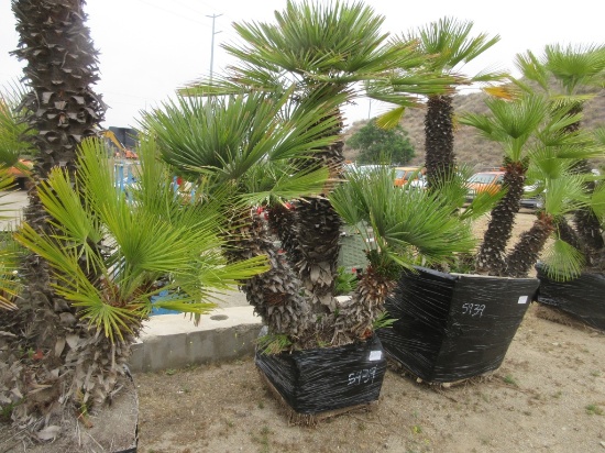 Lot Of Mediterranean Fan Palm Tree In Wooden Box