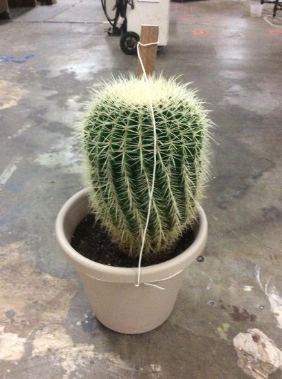 Live prickly cactus in good health