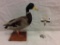Taxidermy duck on wooden stand
