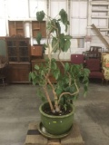 Large potted plant in ceramic green planter