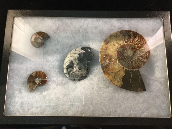 Case w/ large split fossilized Ammonite and 3 smaller whole fossilized ammonites