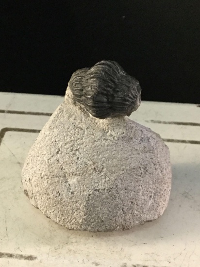 Authentic fossilized trilobite which was found in Morocco in its coiled position