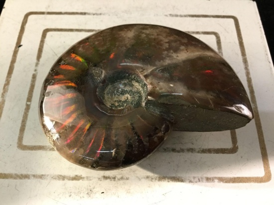 Very choice fossilized whole ammonite w/ natural rainbow iridescent coloring
