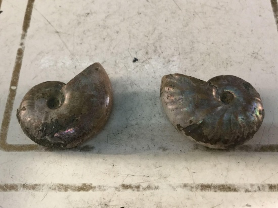 2 fossilized whole ammonites with natural rainbow iridescent colors