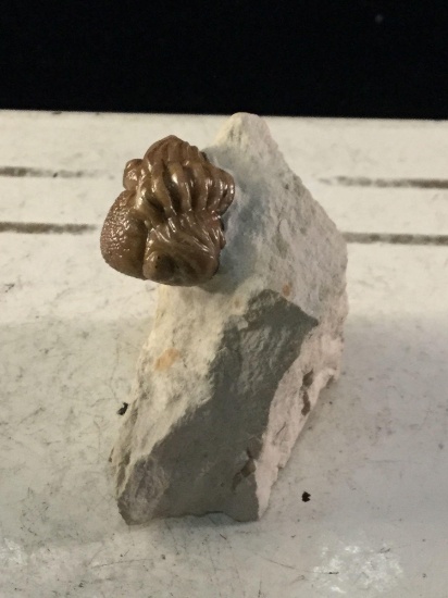 Very small authentic fossilized trilobite found in coal county, Oklahoma, see pics