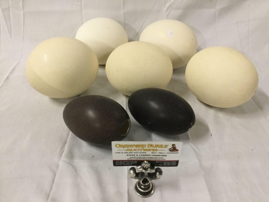 Collection of 7 large bird eggs; 2x emu and 5x ostrich, largest 6 x 5 inches.