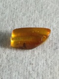 Fine polished fossilized Baltic Amber nugget w/ clearly visible insect inclusion