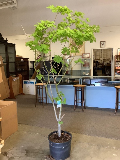 Satsuki Beni - Acer palmatum maple tree in plastic pot, grown in Washington,
