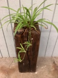 Beautiful O.O.A.K. natural wood carved planter with living plants by local artist Chau Woodhead