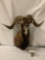 Vintage 1960's-70's Taxidermy mounted rams head in good cond