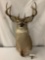 Vintage (1960s - 70s) Taxidermy wall mounting buck head - Tagged Alberta, Canada