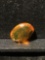 Rare large polished nugget of fossilized Baltic Amber w/ 6 or more insect inclusions - approx 1