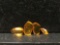 Collection of four fossilized Baltic Amber nuggets with fossil insect inclusions in each - see pics