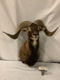 Vintage 1960's-70's Taxidermy mounted rams head in good cond