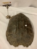 Vintage (1960s - 70s) turtle shell, approx 15x12 inches