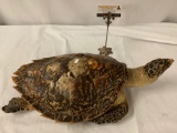 Antique taxidermy sea turtle, shows wear